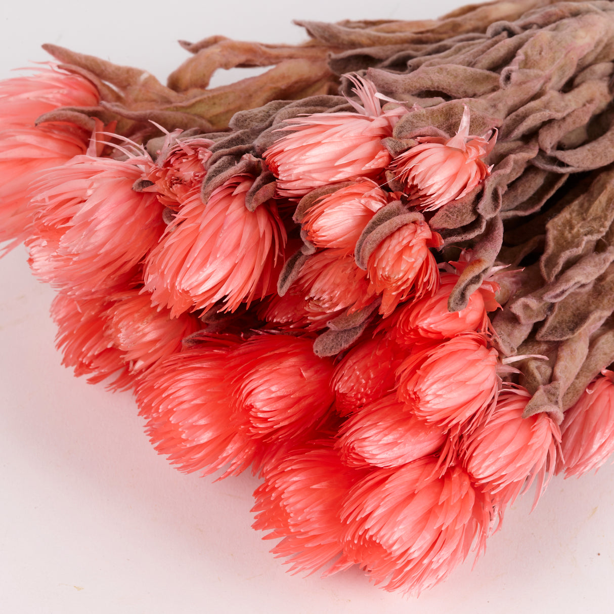 Helichrysum vestitum (capsbloem), Salmon