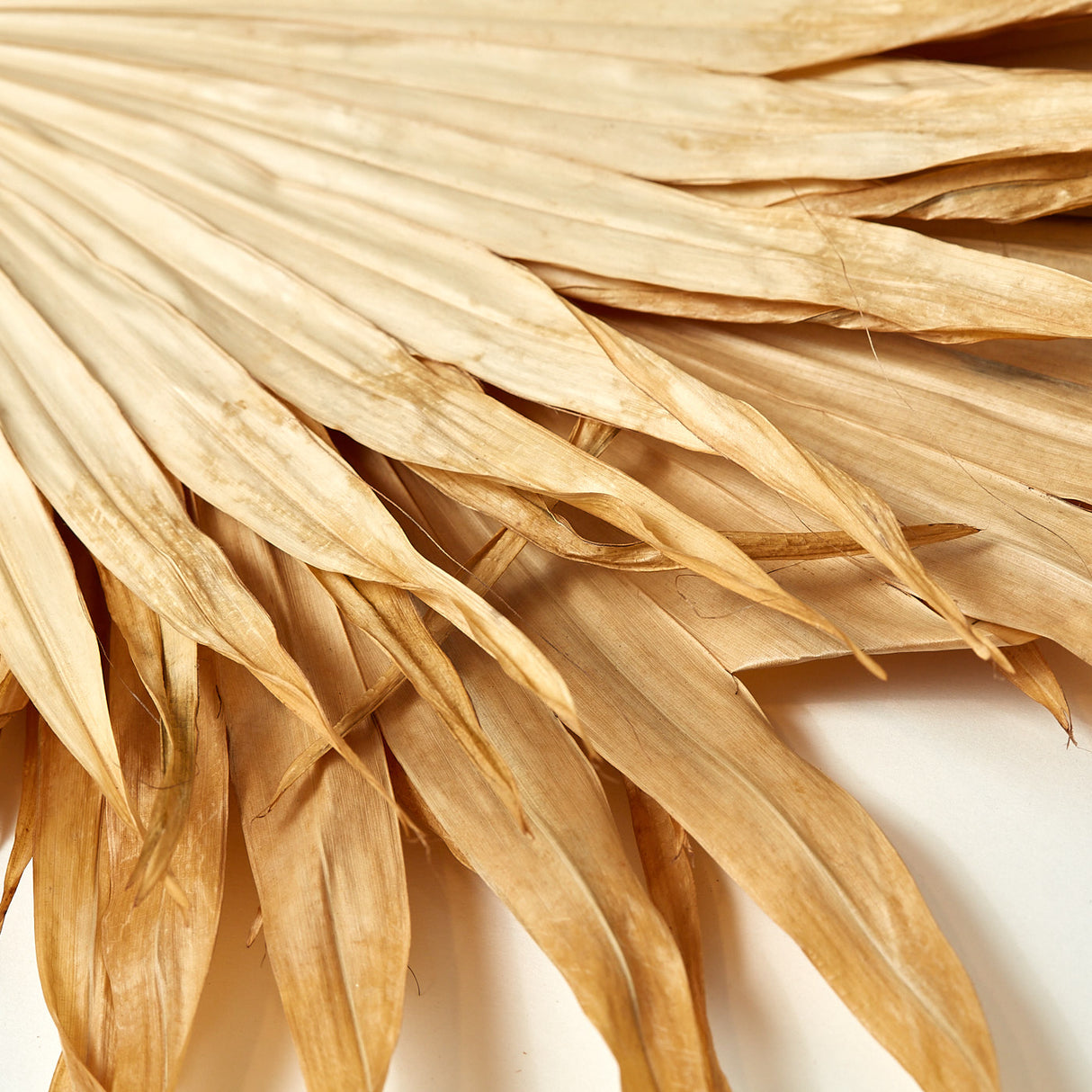 Fan Palm Leaves x 5, Dried, Natural, 30-45cm