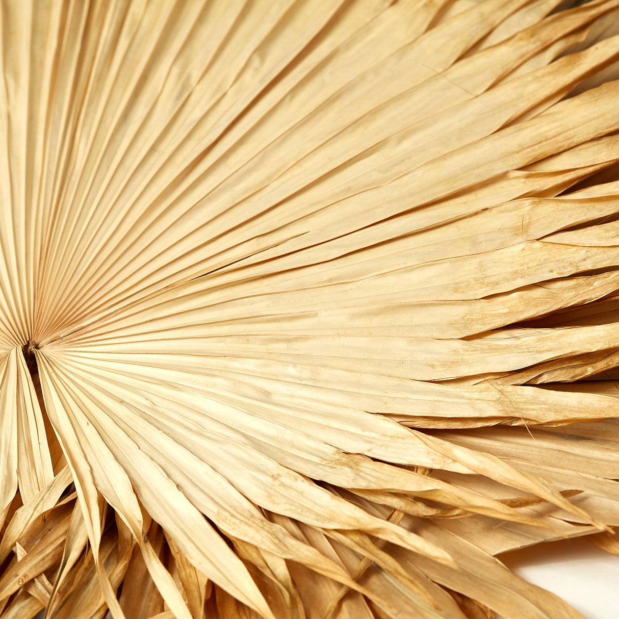 Fan Palm Leaves x 5, Dried, Natural, 30-45cm