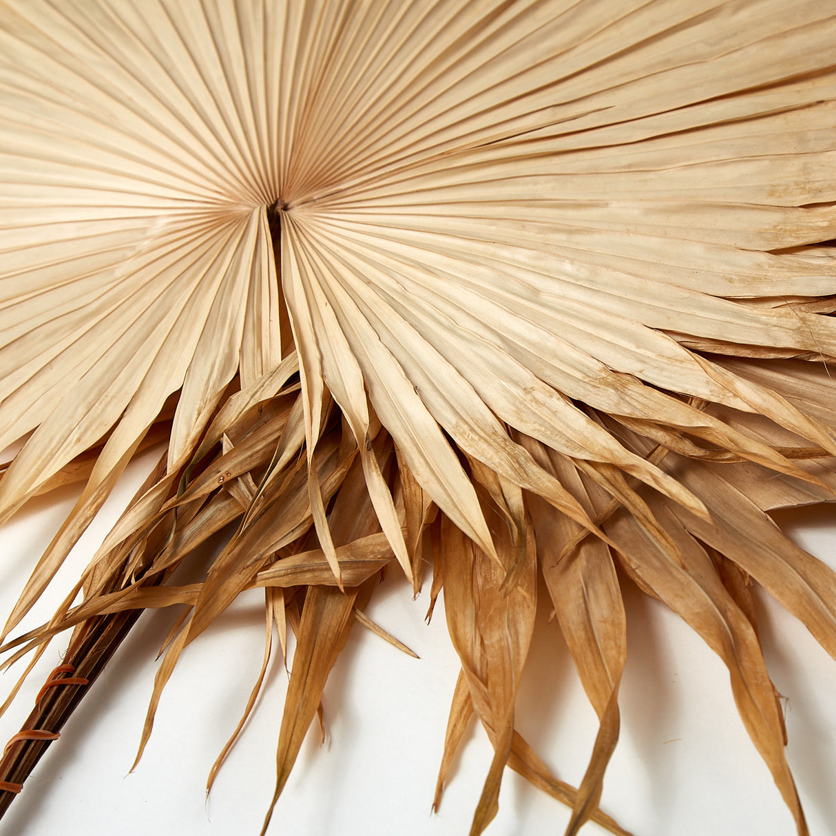 Fan Palm Leaves x 5, Dried, Natural, 30-45cm