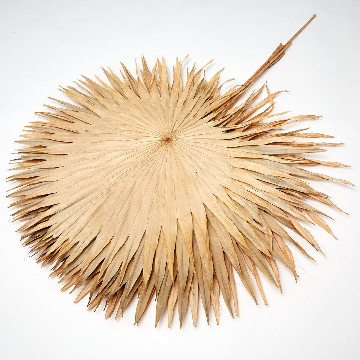 Fan Palm Leaves x 5, Dried, Natural, 45-60cm