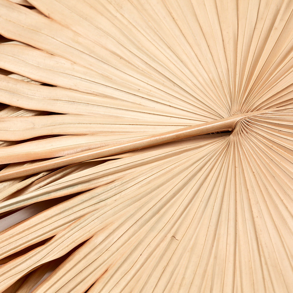 Fan Palm Leaves x 5, Dried, Natural, 45-60cm