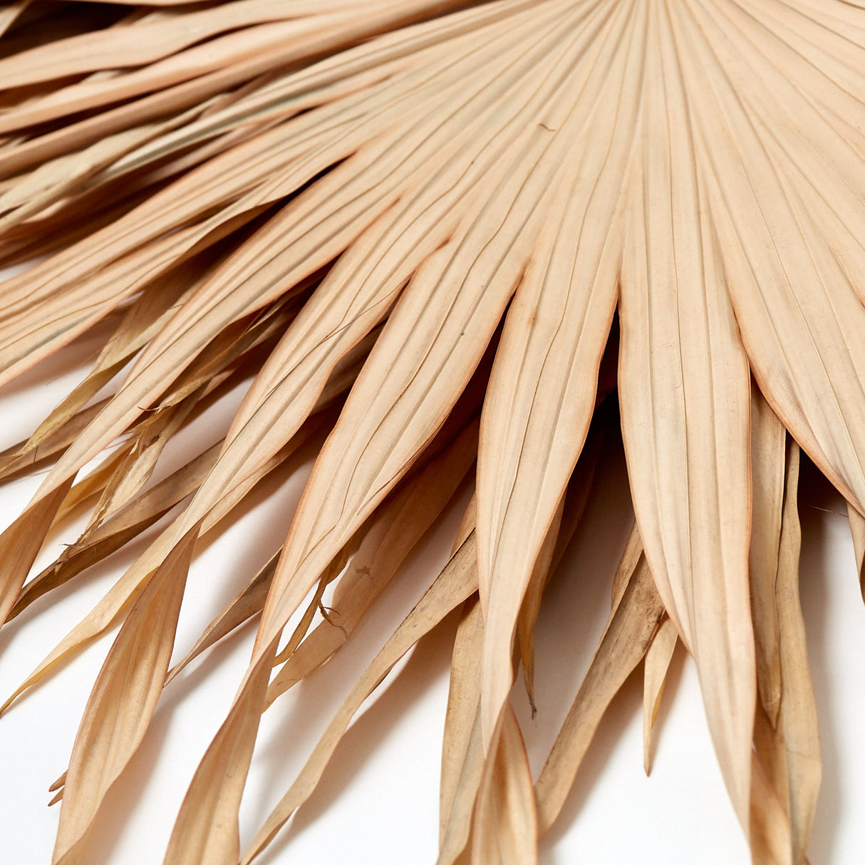 Fan Palm Leaves x 5, Dried, Natural, 45-60cm