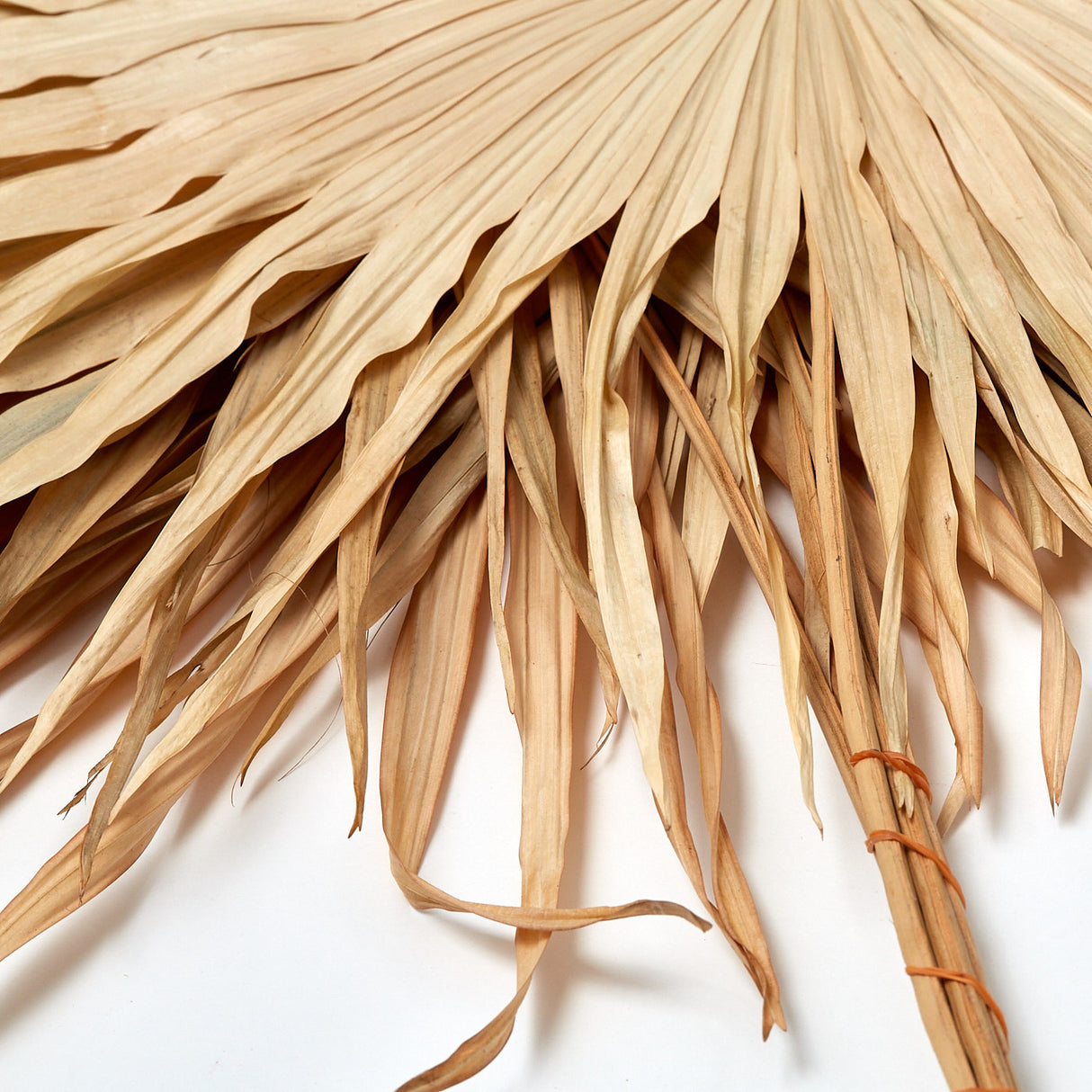 Fan Palm Leaves x 5, Dried, Natural, 45-60cm