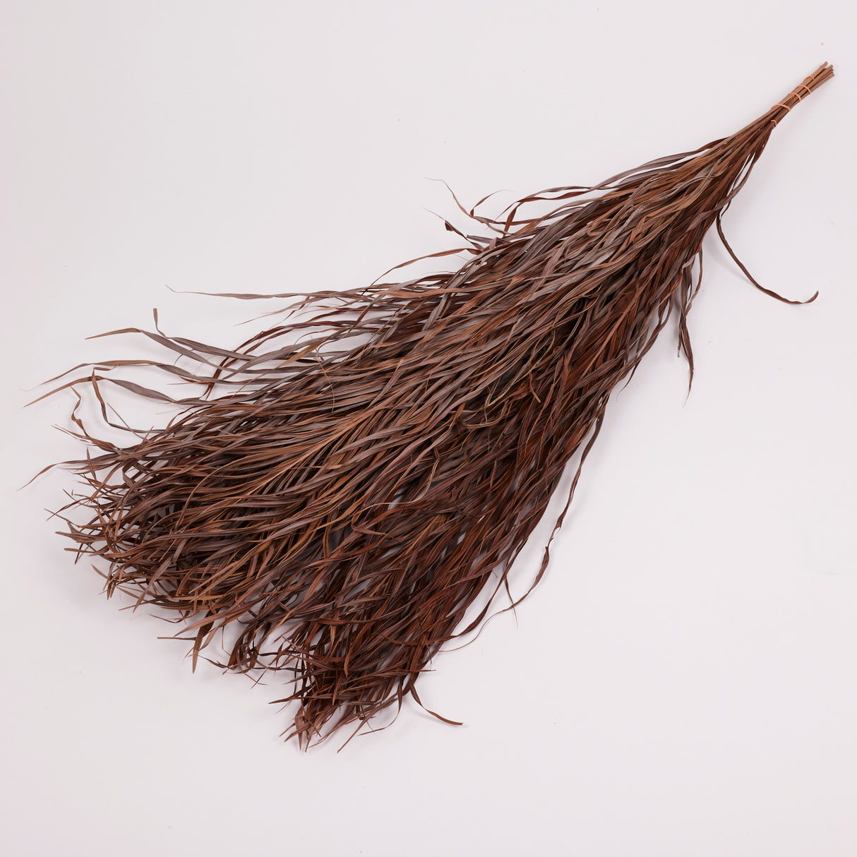 Kentia Palm Leaves, Dried, 80cm, Bunch x 10