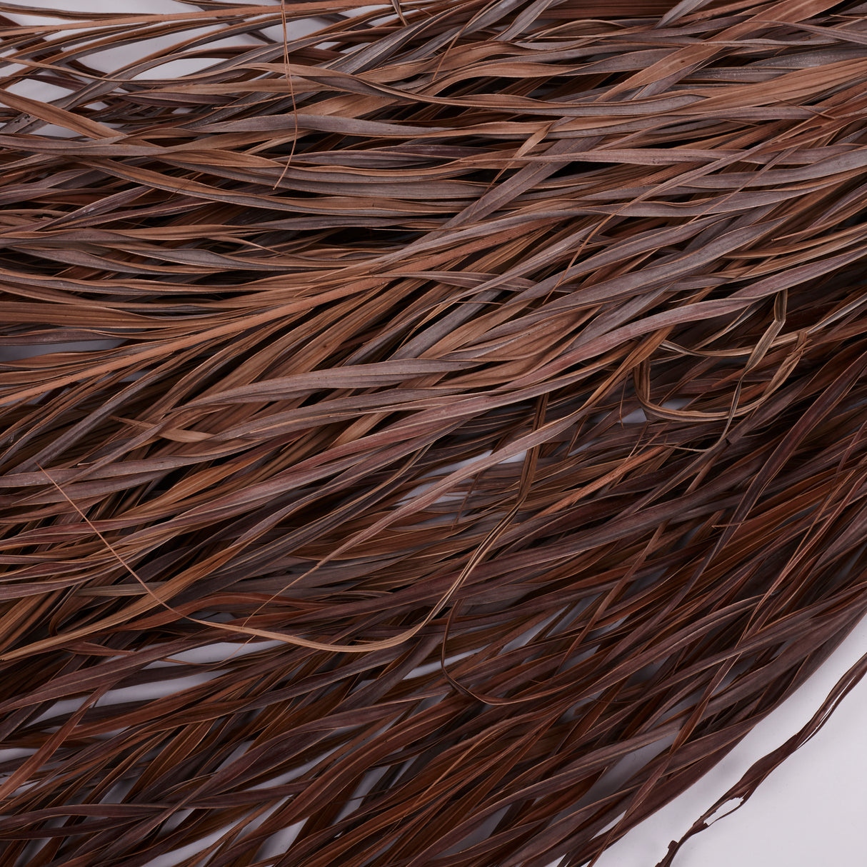 Kentia Palm Leaves, Dried, 80cm, Bunch x 10