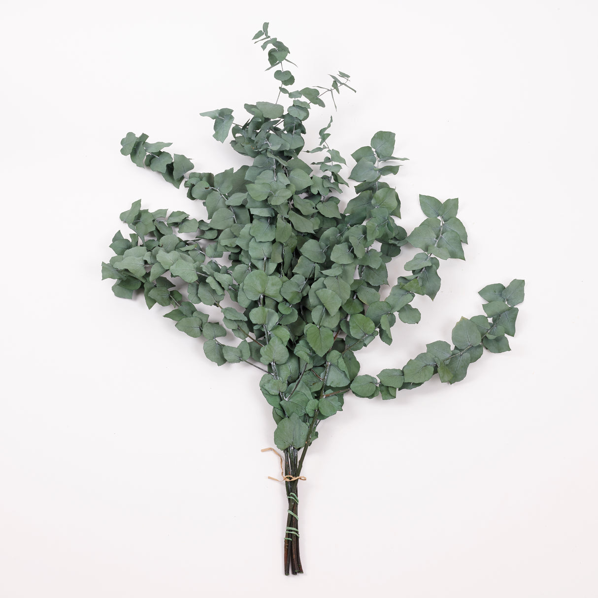 Eucalyptus Stuartiana, Preserved, Green, 150g