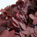 Preserved Eucalyptus Stuartiana, Red