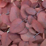 Preserved Eucalyptus Stuartiana, Red