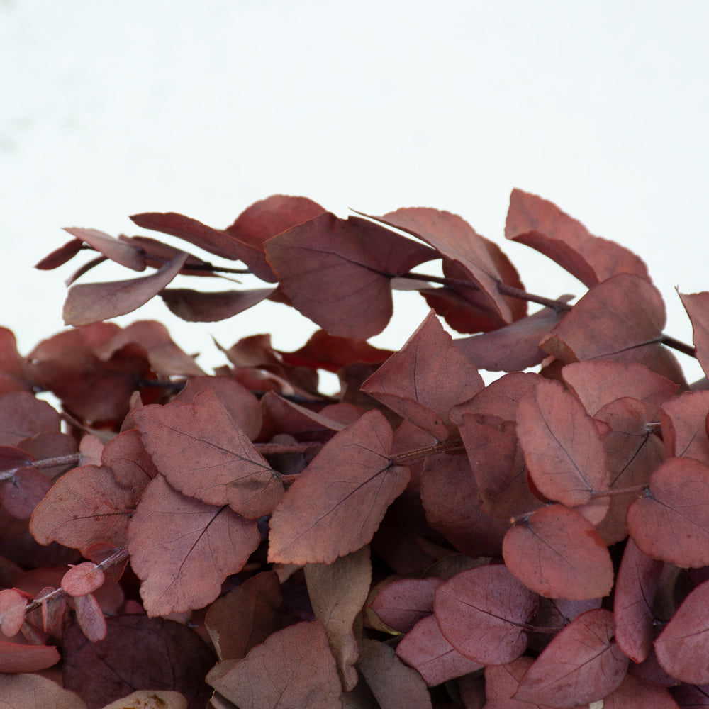 Preserved Eucalyptus Stuartiana, Red