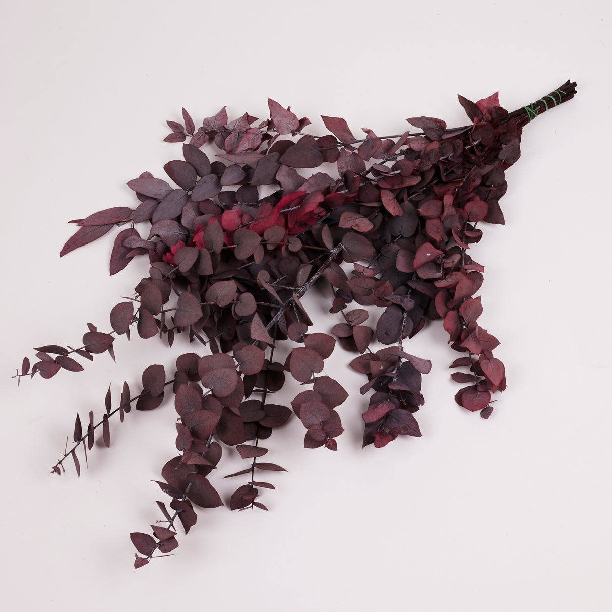 Eucalyptus Stuartiana, Preserved, Cyclamen, 150g