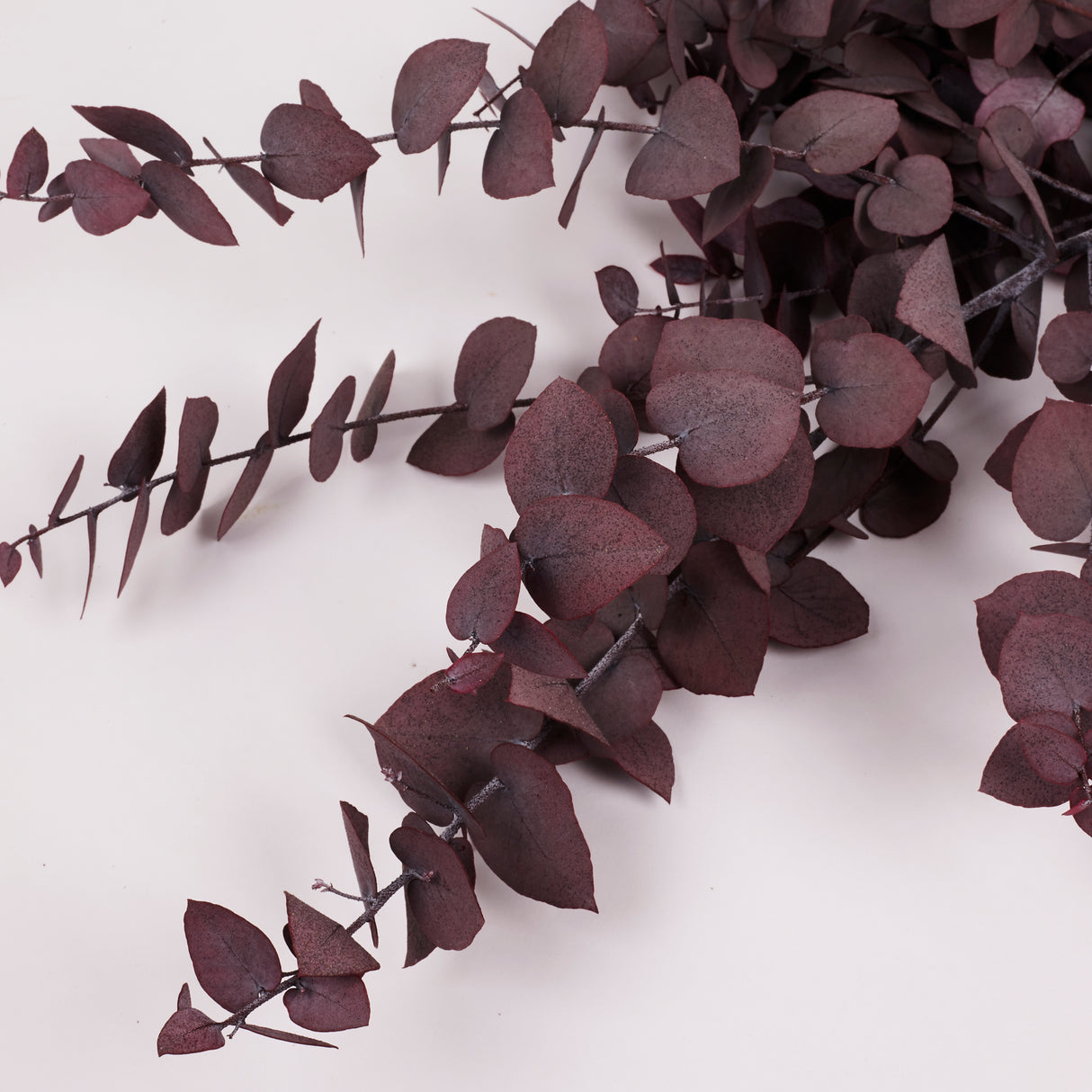 Eucalyptus Stuartiana, Preserved, Cyclamen, 150g