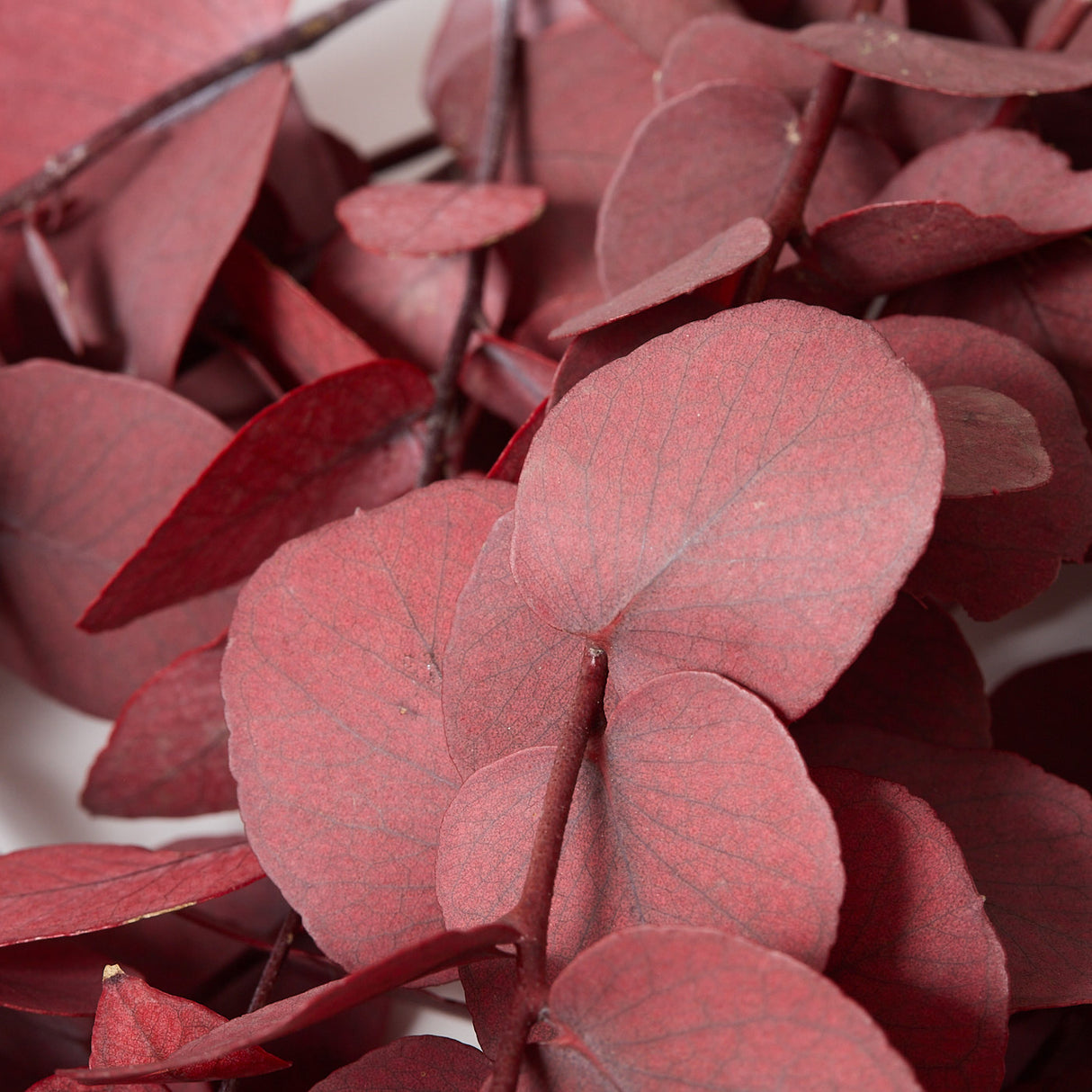 Eucalyptus Stuartiana, Preserved, Pink, 150g