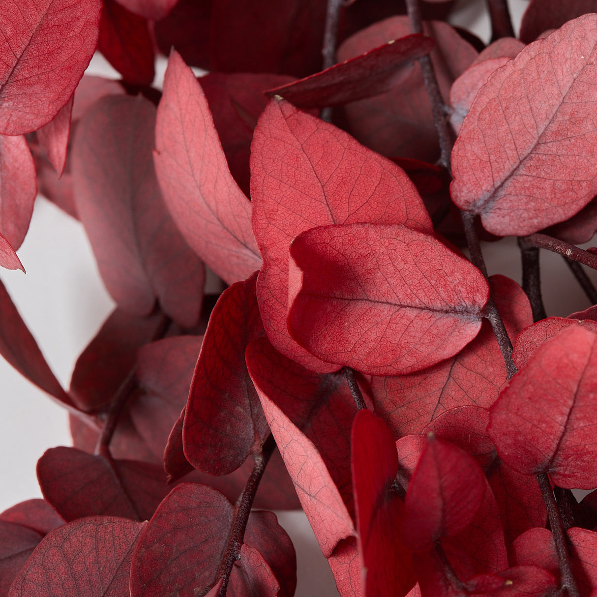 Eucalyptus Stuartiana, Preserved, Pink, 150g