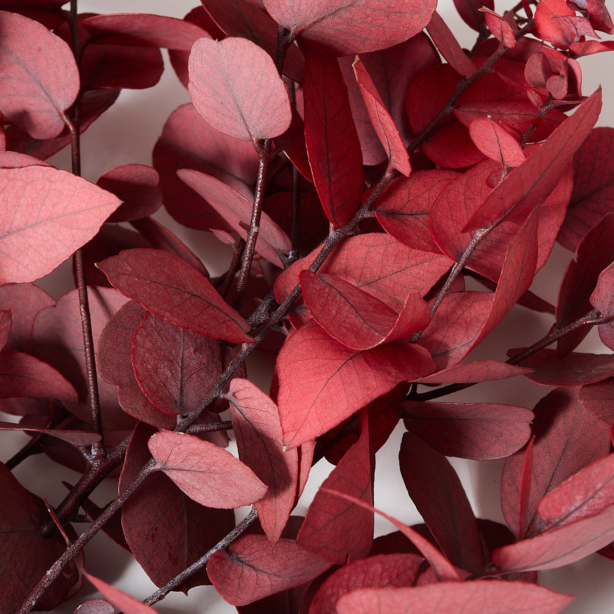 This is close up of the leaves of the Preserved Eucalyptus Stuartiana, showing the detail and the lovely rosy pink colour.