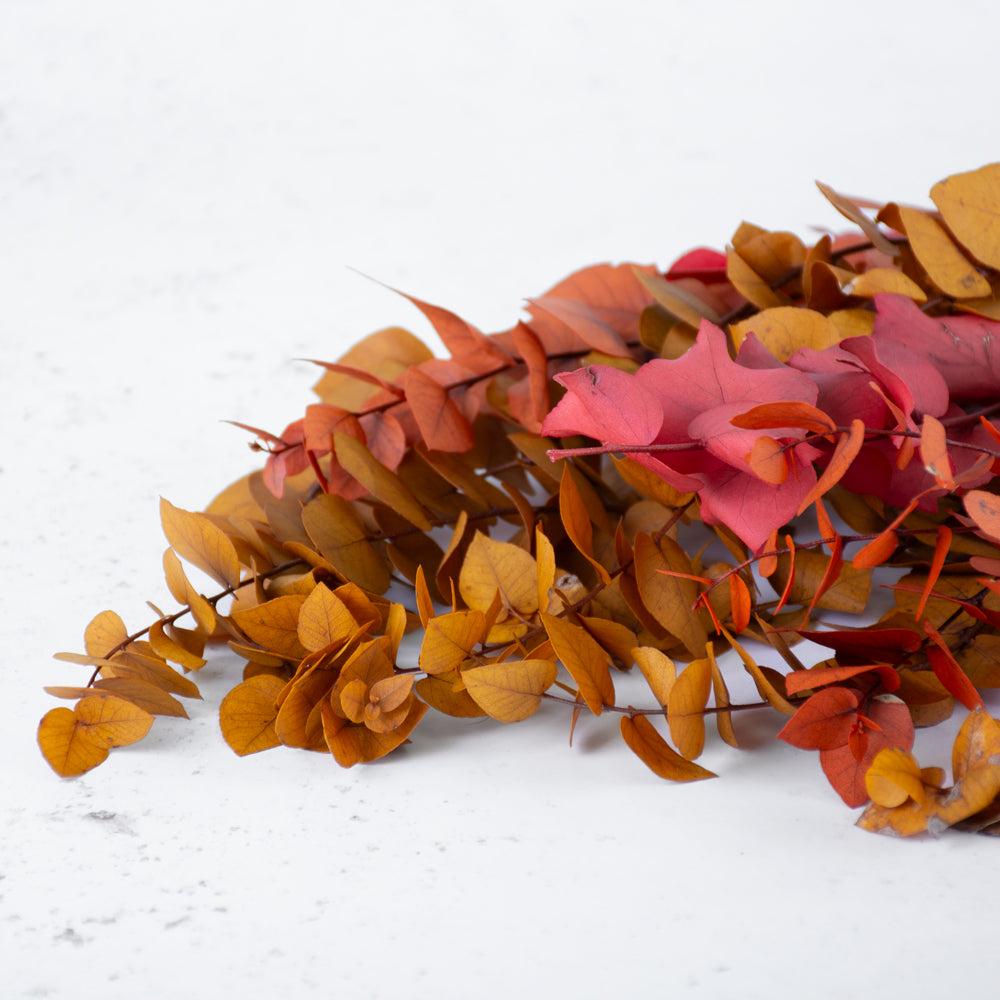 Eucalyptus Stuartiana Preserved Autumn Colours