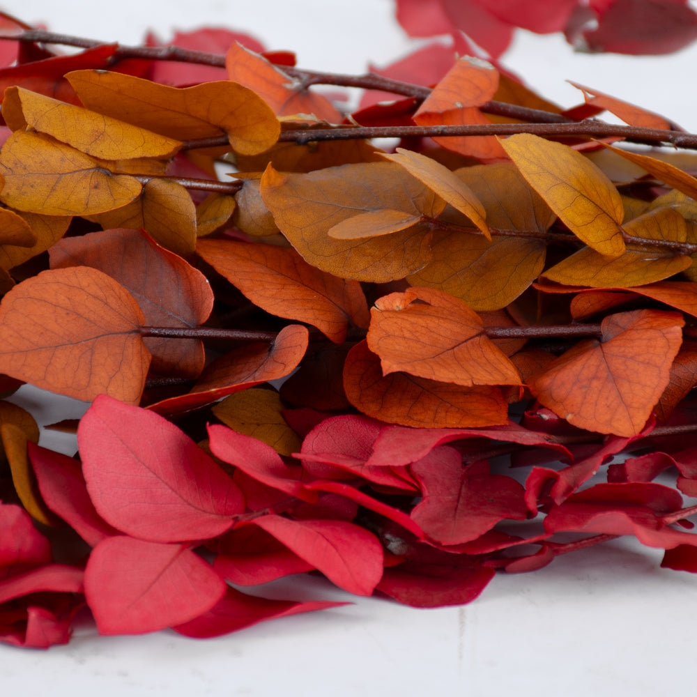 Eucalyptus Stuartiana Preserved Autumn Colours