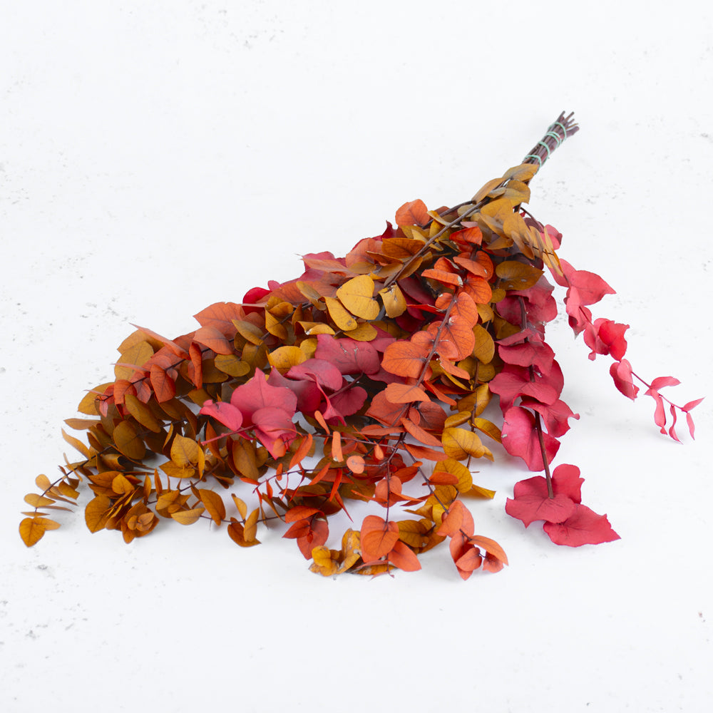 Eucalyptus Stuartiana Preserved Autumn Colours