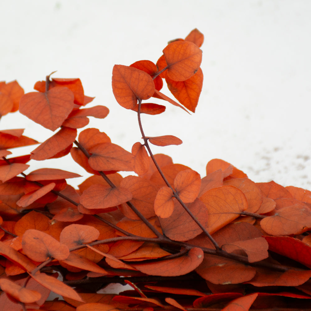 Eucalyptus Stuartiana, Preserved, Orange, 150g