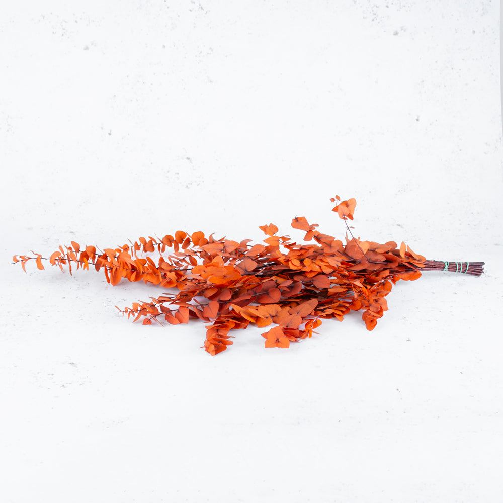 Eucalyptus Stuartiana, Preserved, Orange, 150g