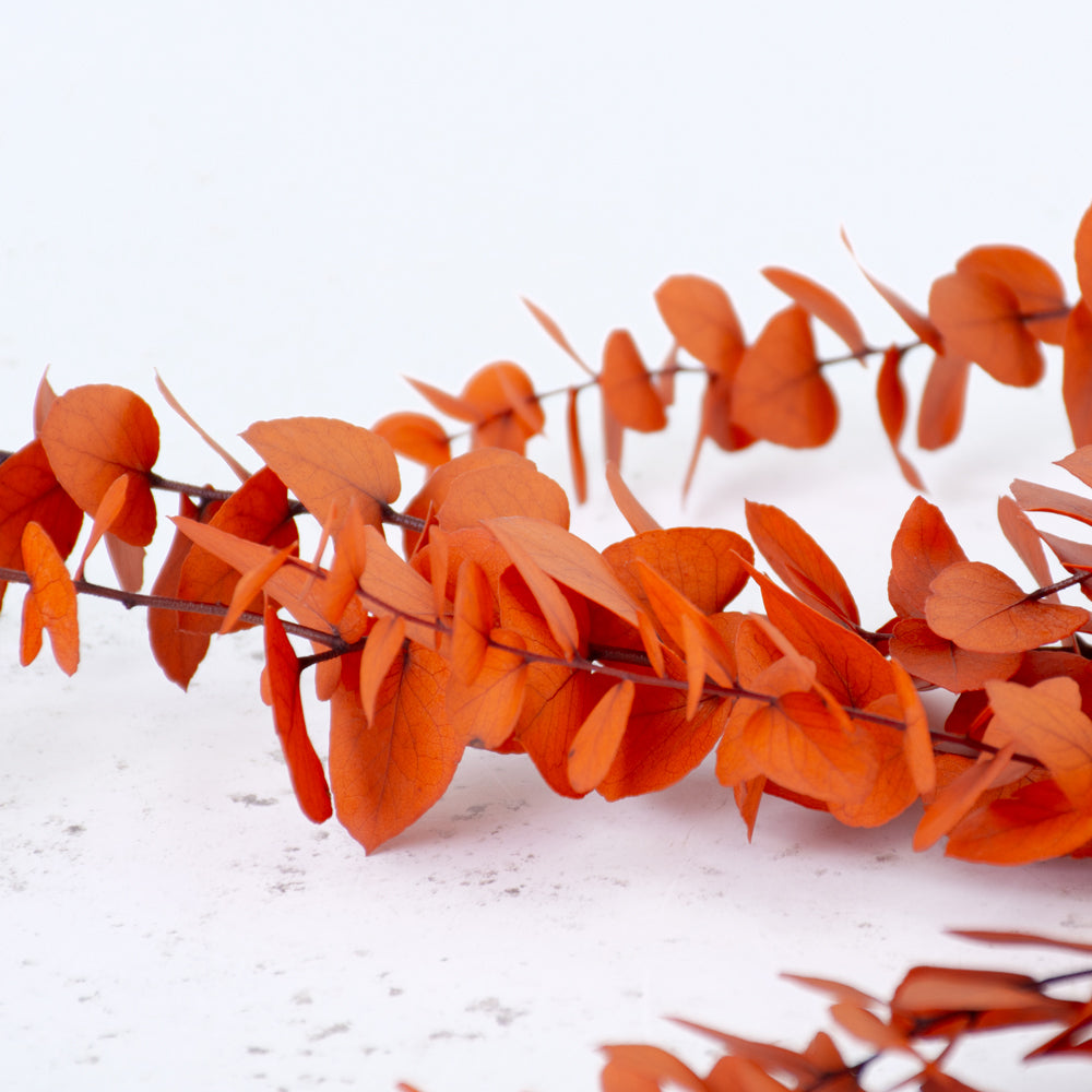 Eucalyptus Stuartiana, Preserved, Orange, 150g