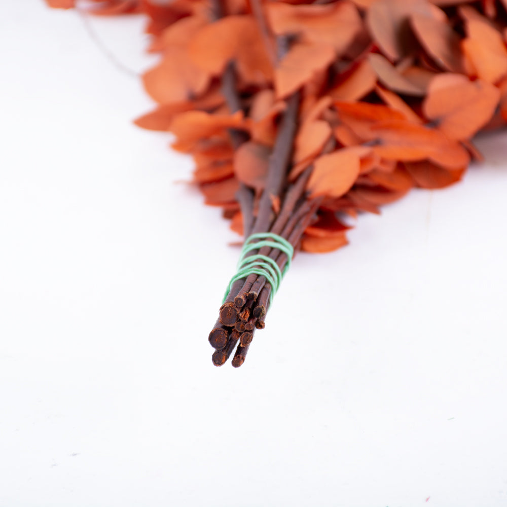 Eucalyptus Stuartiana, Preserved, Orange, 150g