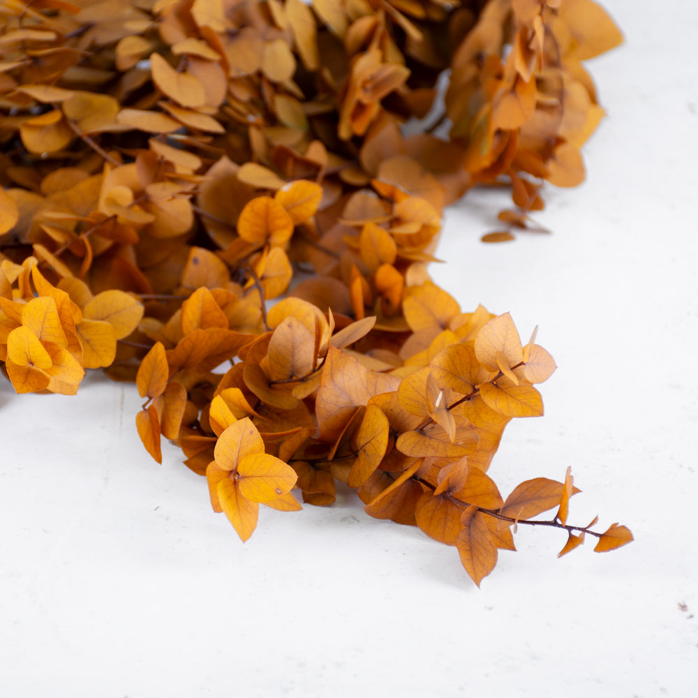 Eucalyptus Stuartiana, Preserved, Yellow, 150g