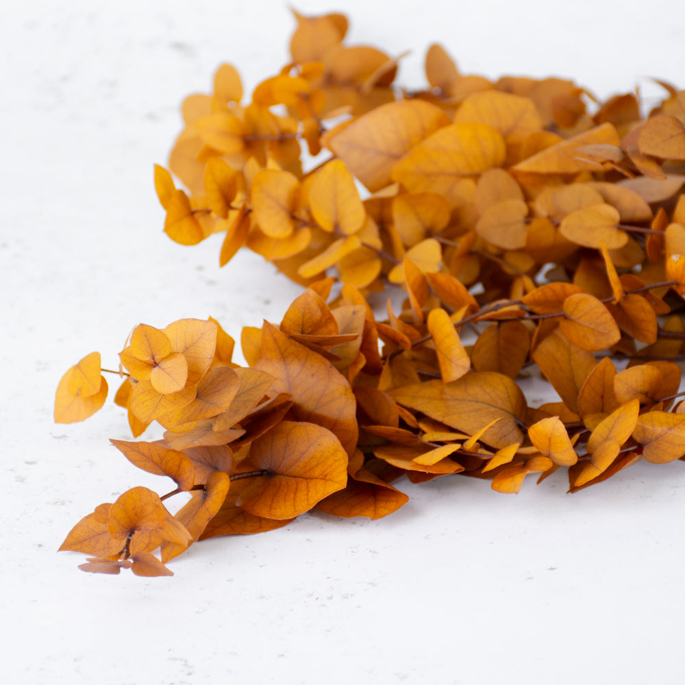 Eucalyptus Stuartiana, Preserved, Yellow, 150g