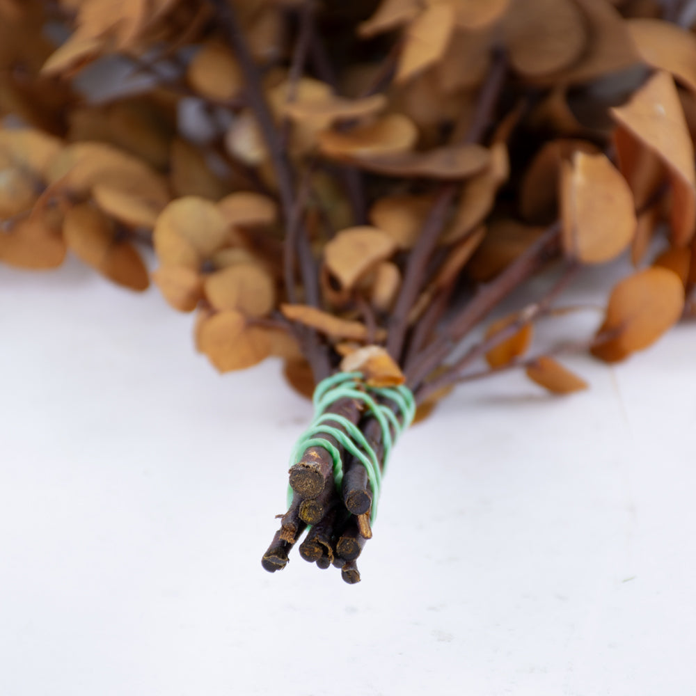 Eucalyptus Stuartiana, Preserved, Yellow, 150g