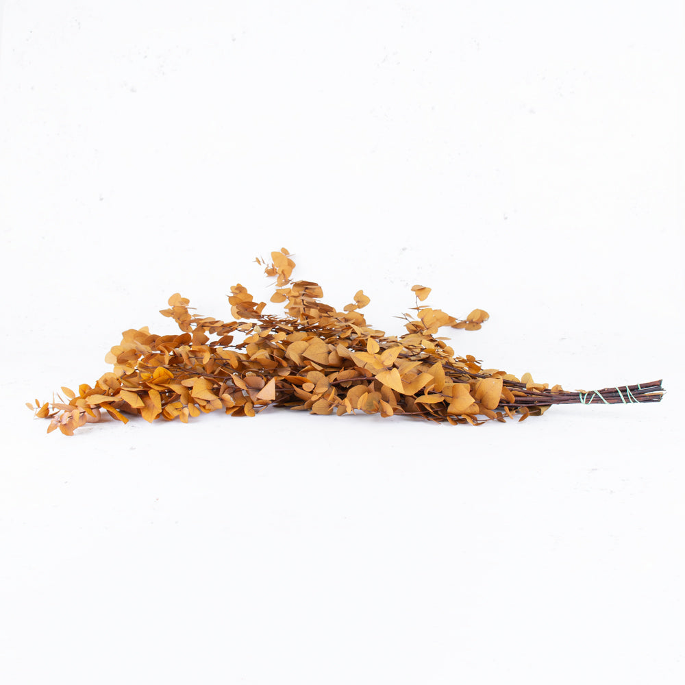 Eucalyptus Stuartiana, Preserved, Yellow, 150g