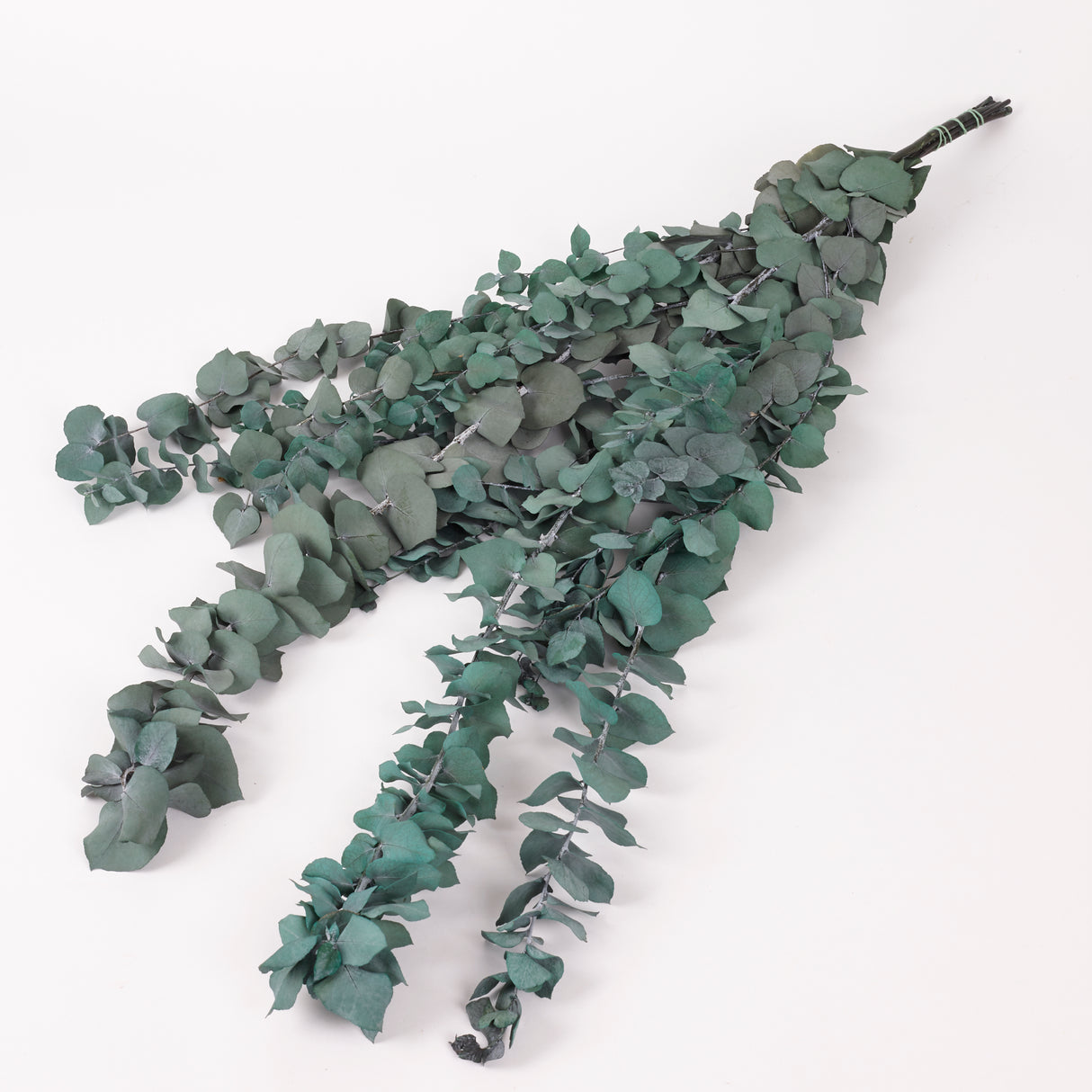 Eucalyptus Stuartiana, Preserved, Green/Blue, 150g