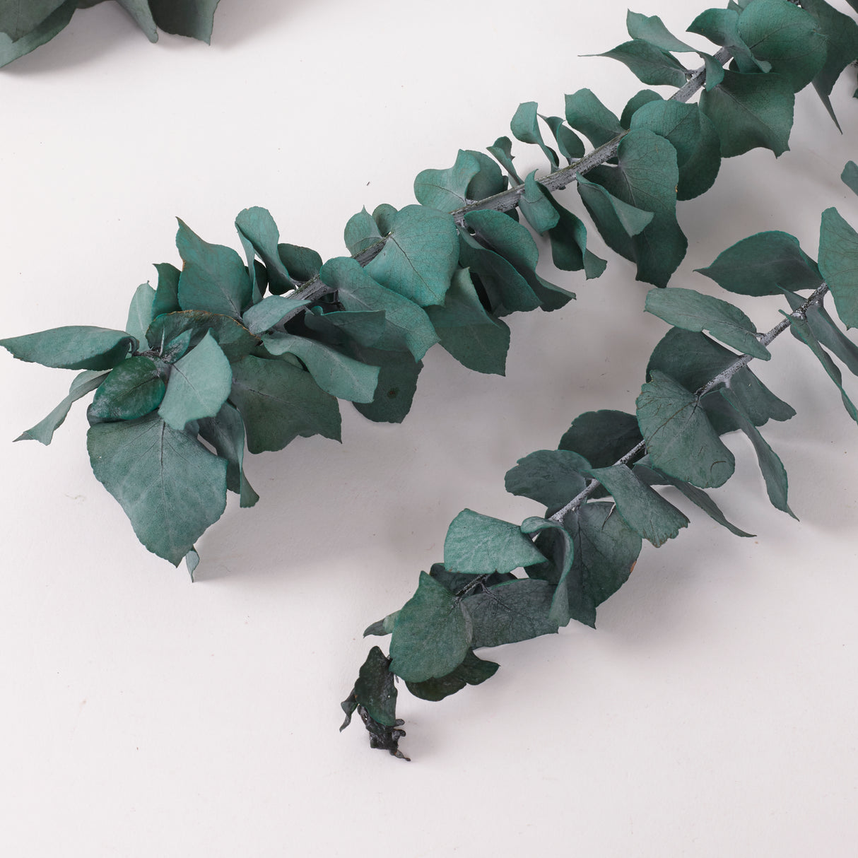 Eucalyptus Stuartiana, Preserved, Green/Blue, 150g