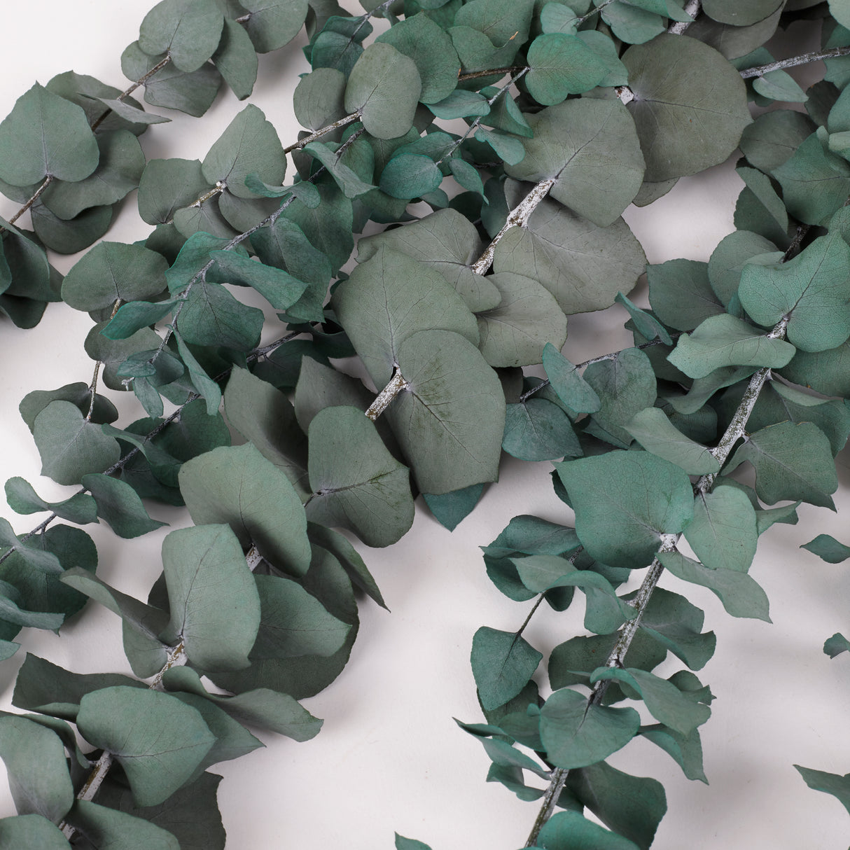 Eucalyptus Stuartiana, Preserved, Green/Blue, 150g