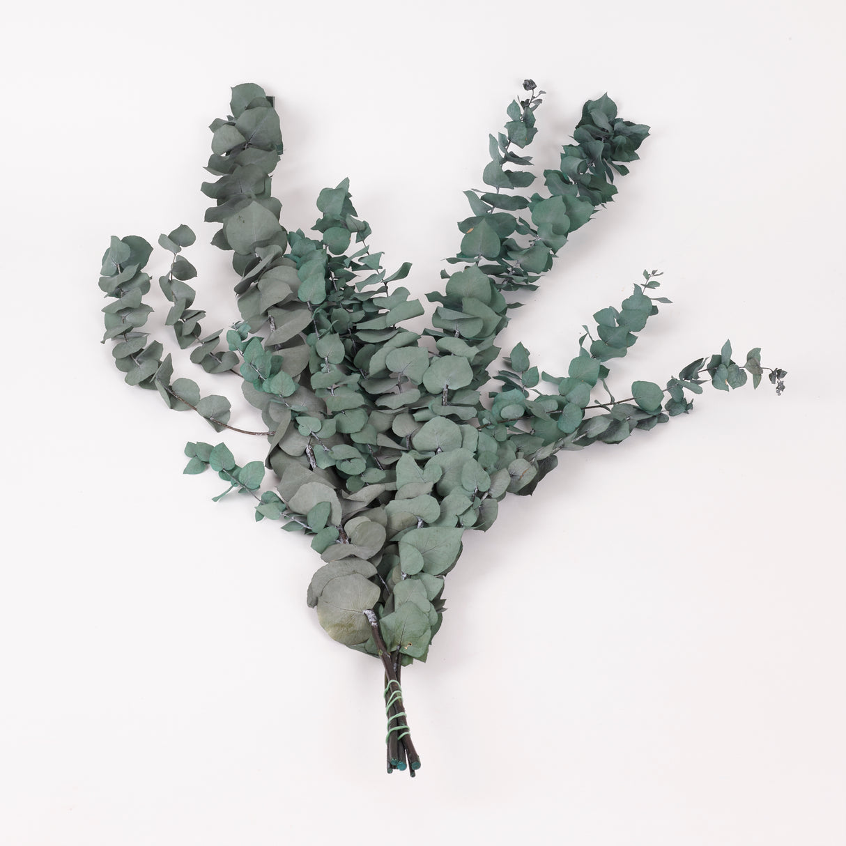 Eucalyptus Stuartiana, Preserved, Green/Blue, 150g