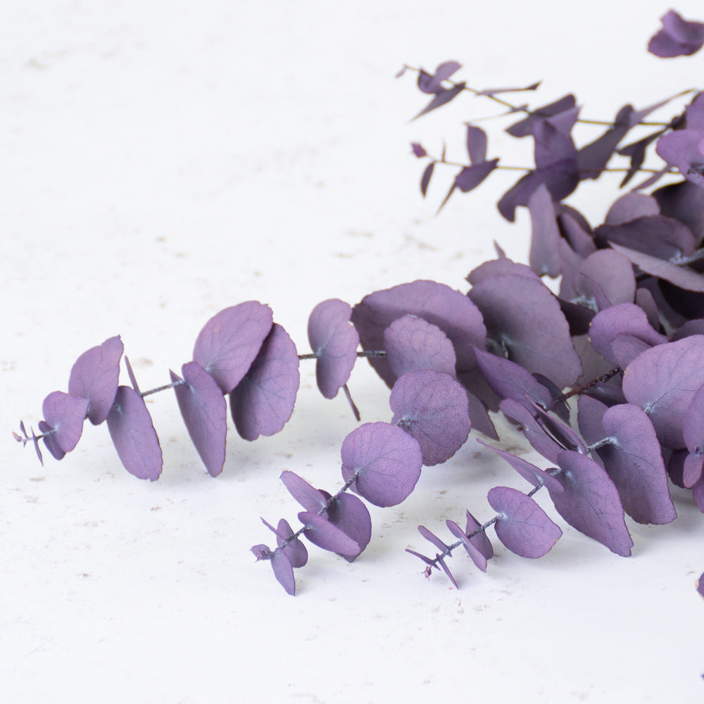 Eucalyptus Stuartiana, Preserved, Milka, 150g