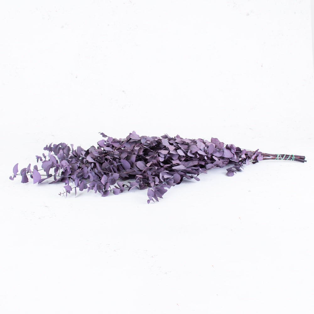 Eucalyptus Stuartiana, Preserved, Milka, 150g