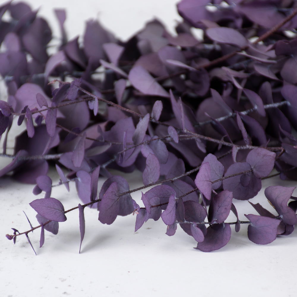 Eucalyptus Stuartiana, Preserved, Milka, 150g