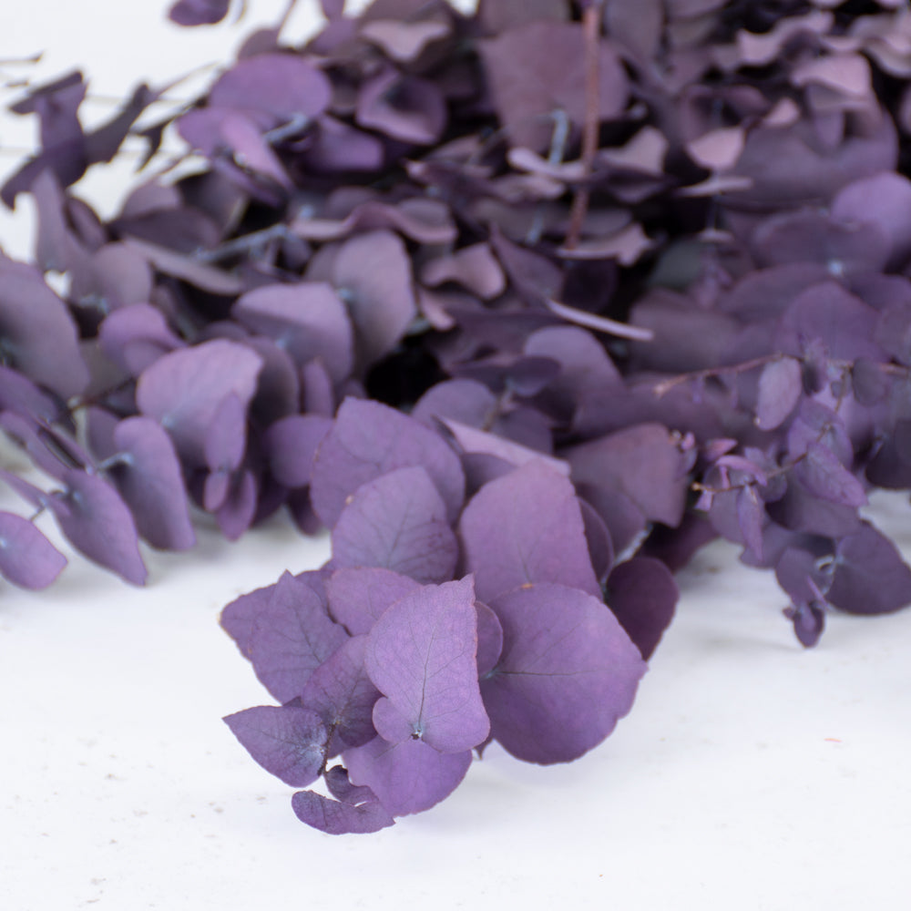 Eucalyptus Stuartiana, Preserved, Milka, 150g