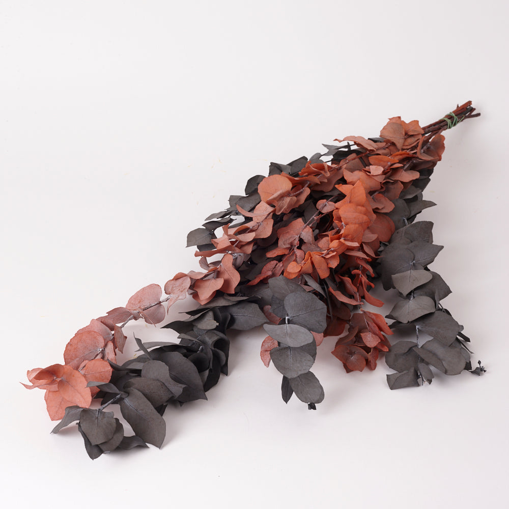 Eucalyptus Stuartiana, Preserved, Halloween, 150g