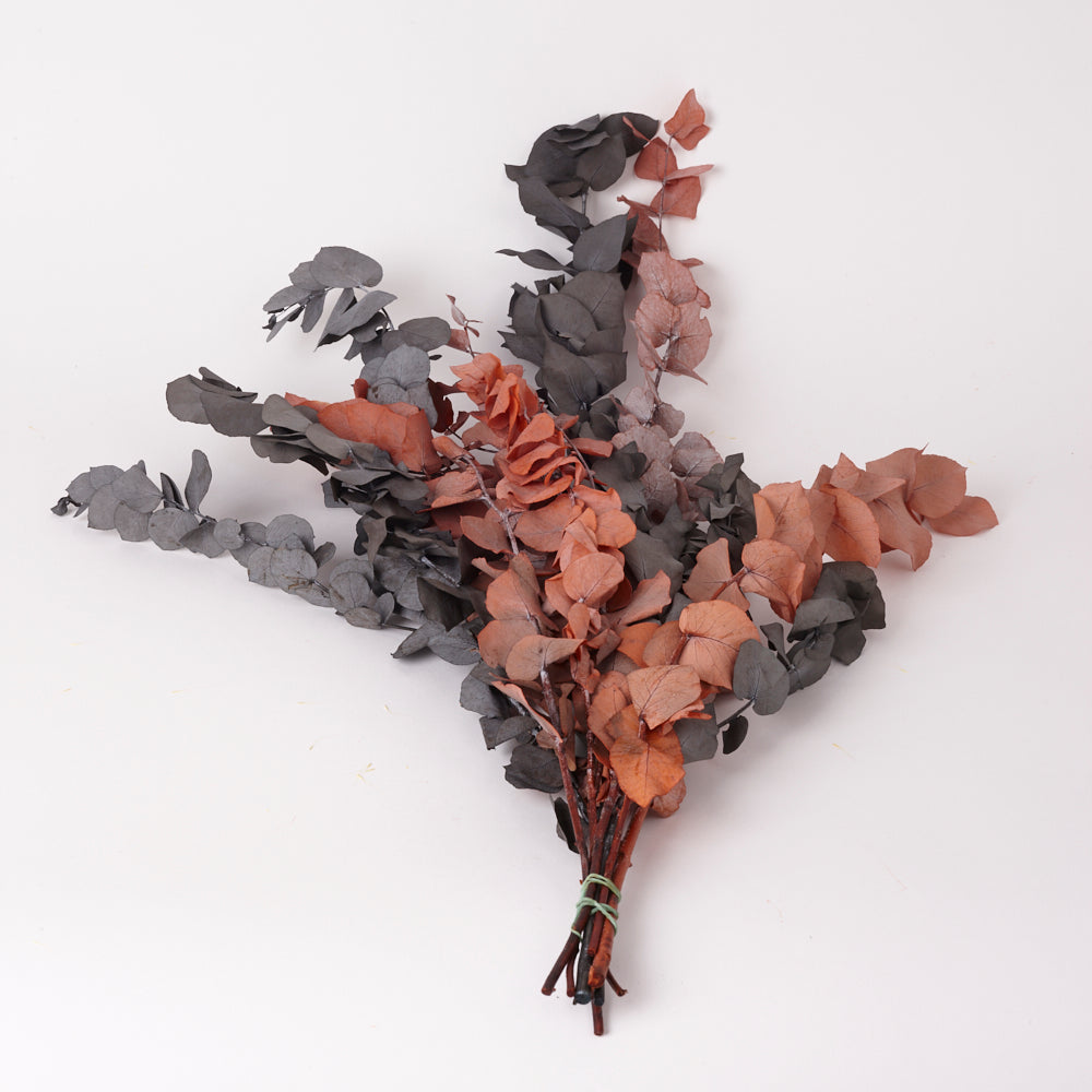 Eucalyptus Stuartiana, Preserved, Halloween, 150g