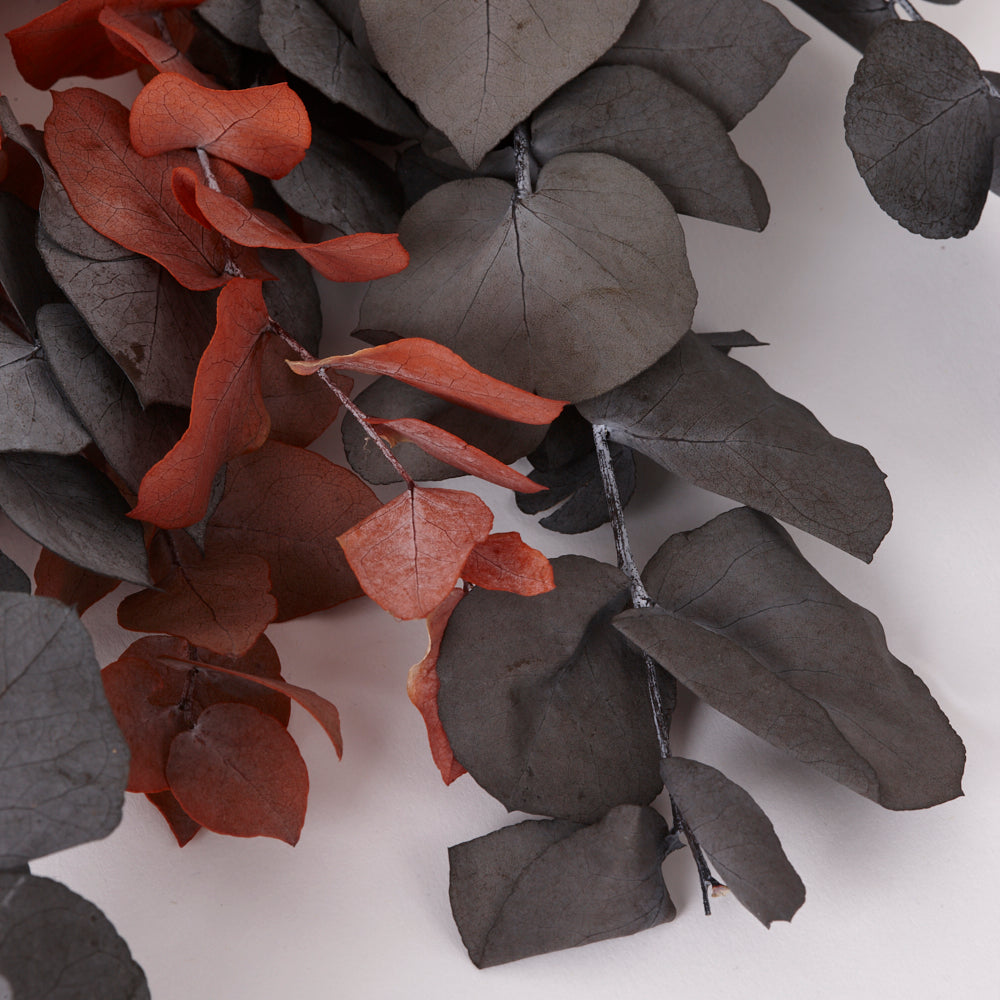 Eucalyptus Stuartiana, Preserved, Halloween, 150g