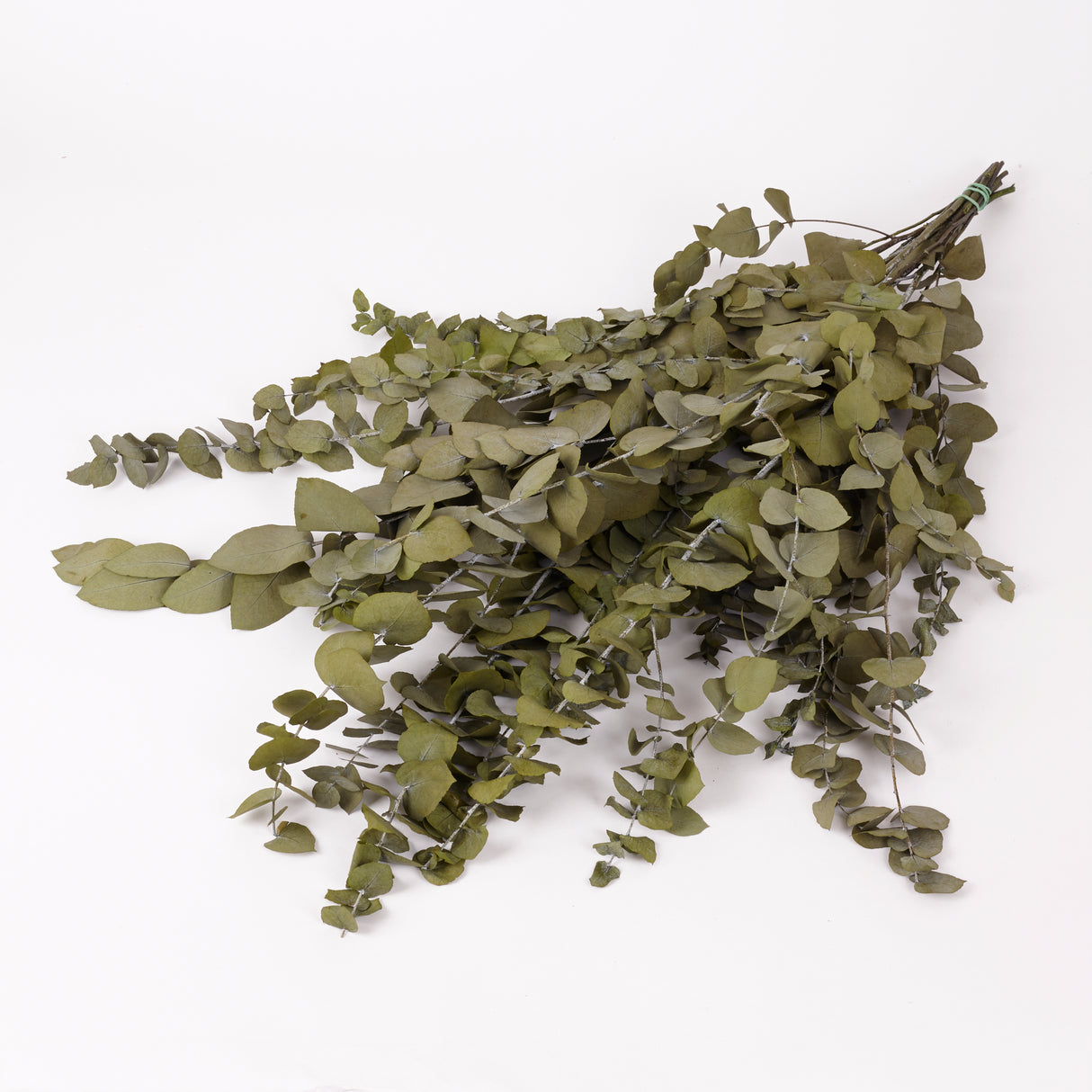 Eucalyptus Stuartiana, Preserved, Green Leaf, 150g