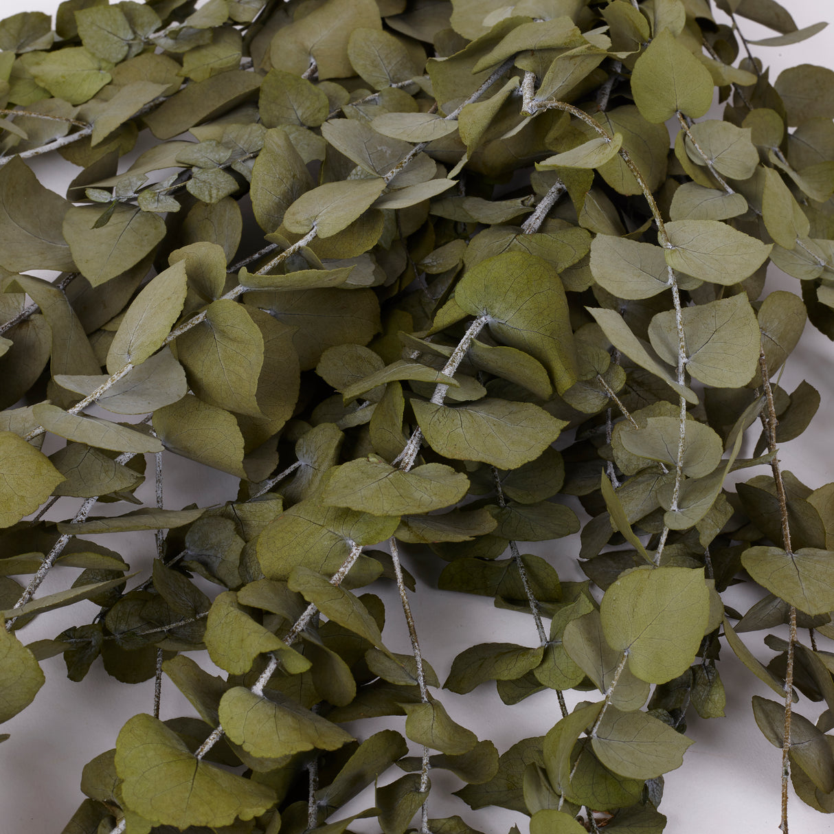 Eucalyptus Stuartiana, Preserved, Green Leaf, 150g