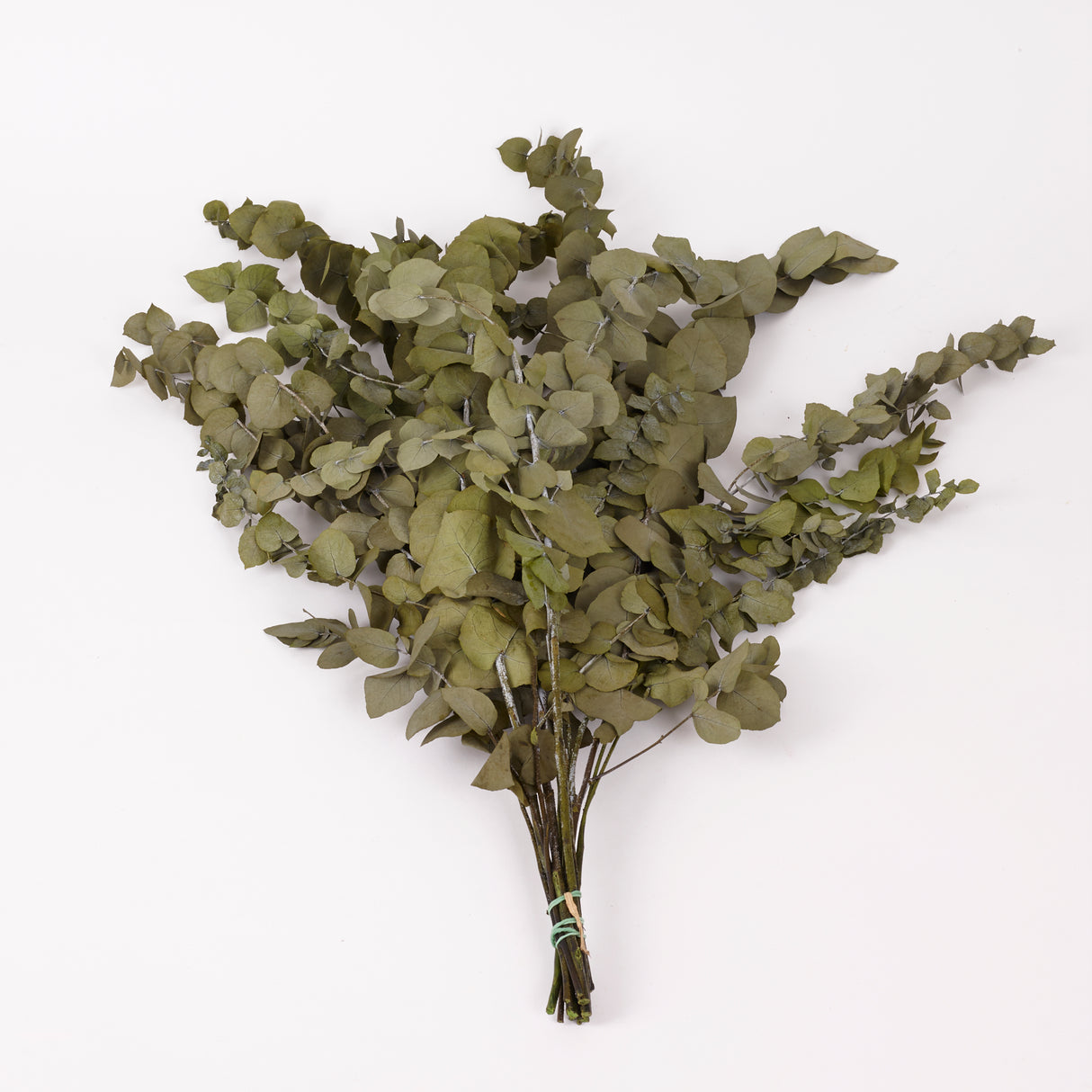 Eucalyptus Stuartiana, Preserved, Green Leaf, 150g
