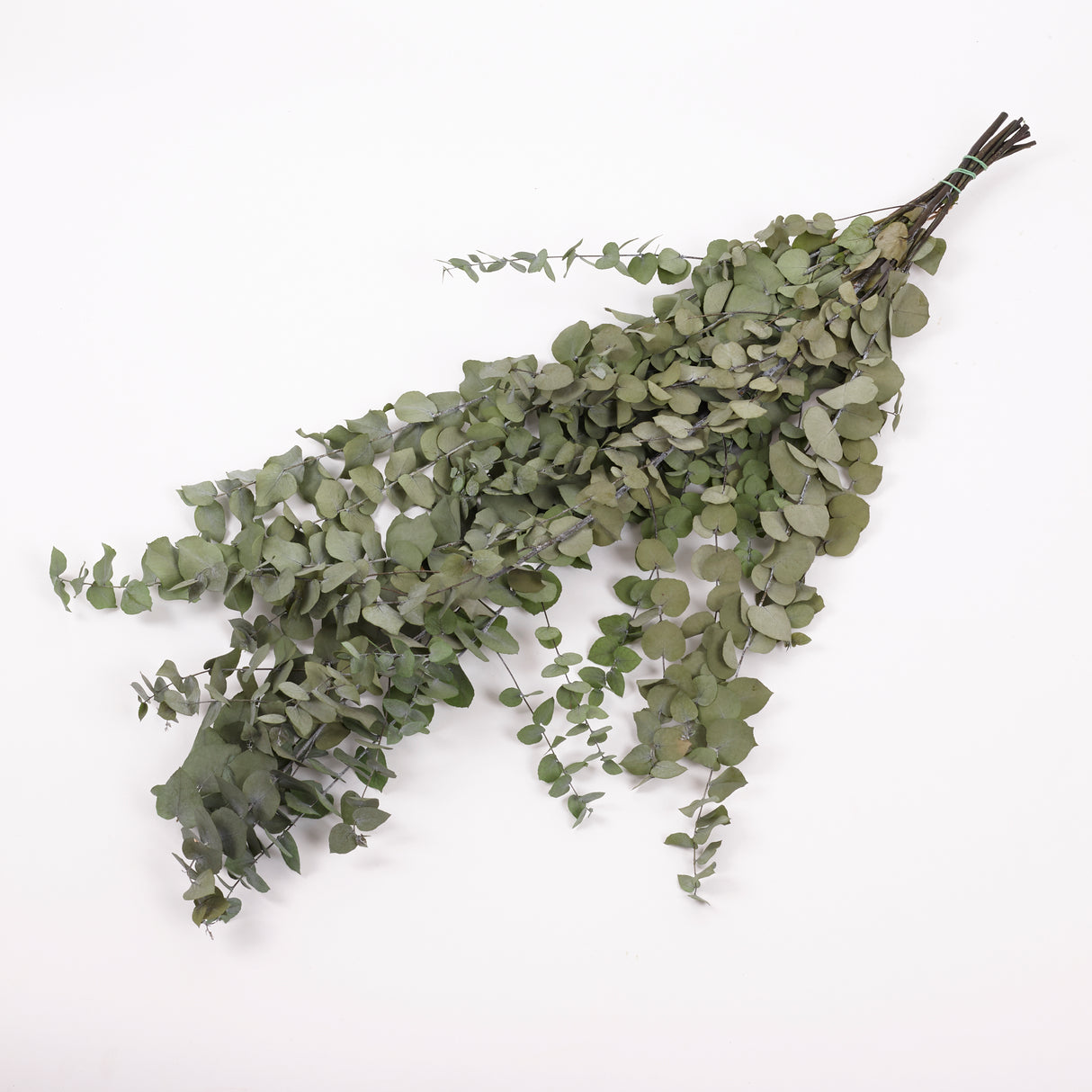 Eucalyptus Stuartiana, Preserved, Green Lawn, 150g