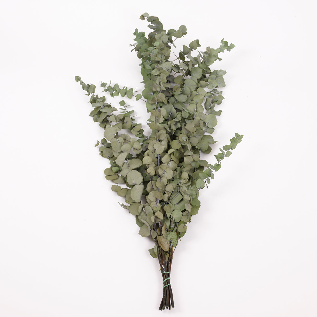 Eucalyptus Stuartiana, Preserved, Green Lawn, 150g