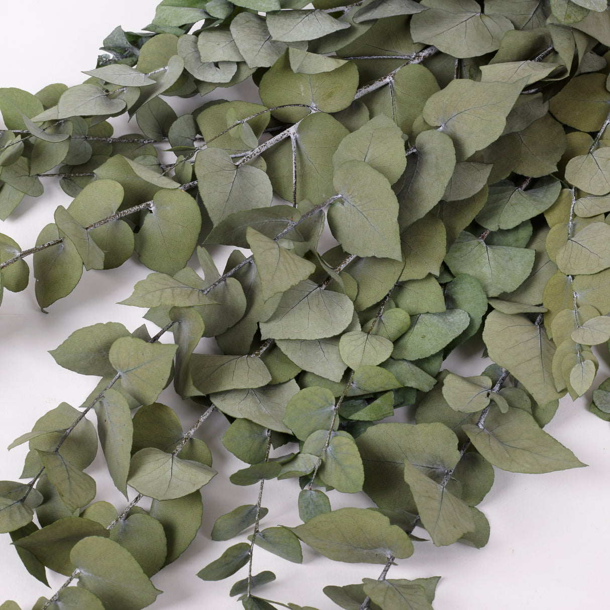 Eucalyptus Stuartiana, Preserved, Green Lawn, 150g
