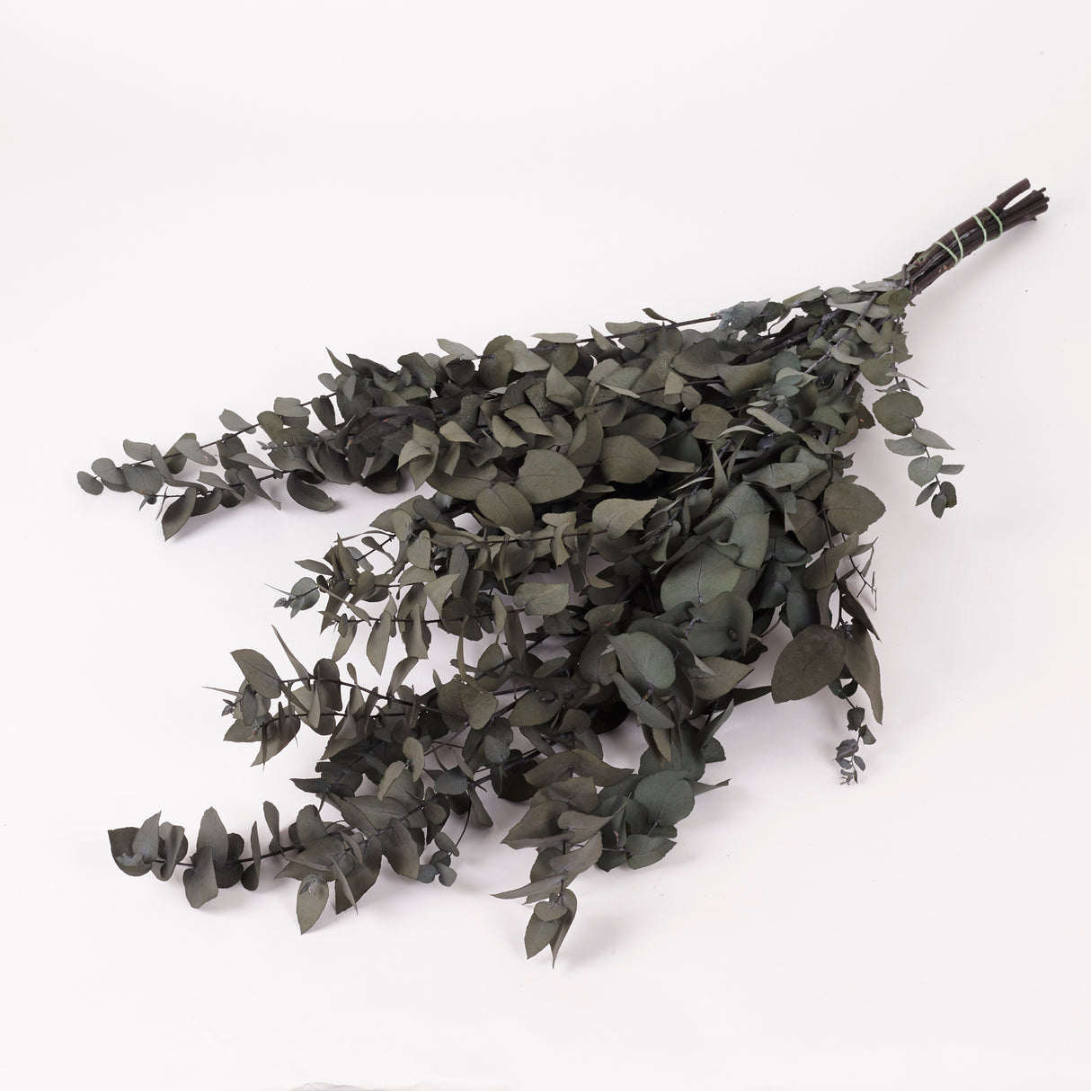 Eucalyptus Stuartiana, Preserved, Dark Green, 150g