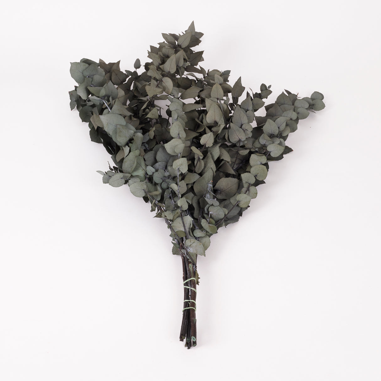 Eucalyptus Stuartiana, Preserved, Dark Green, 150g