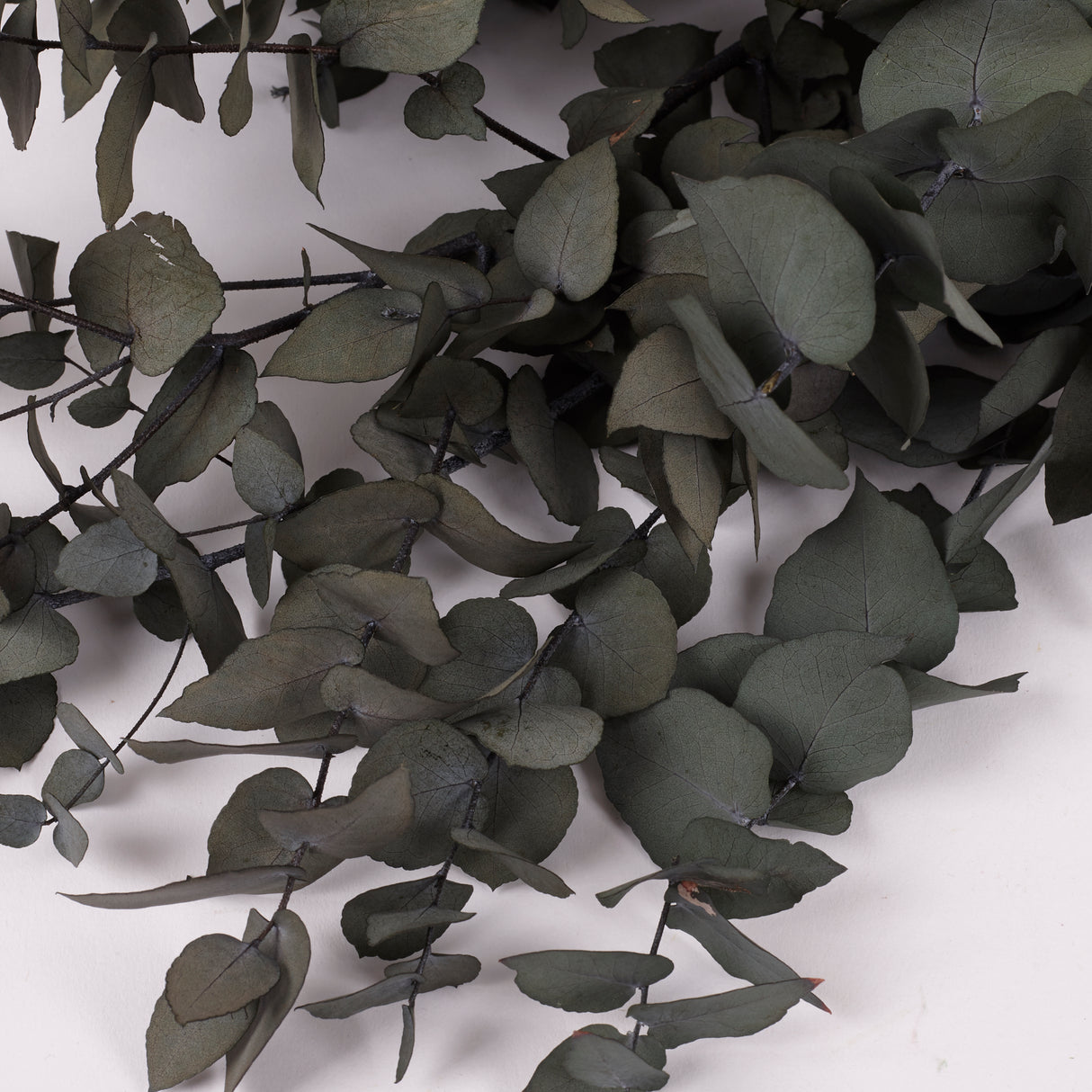 Eucalyptus Stuartiana, Preserved, Dark Green, 150g